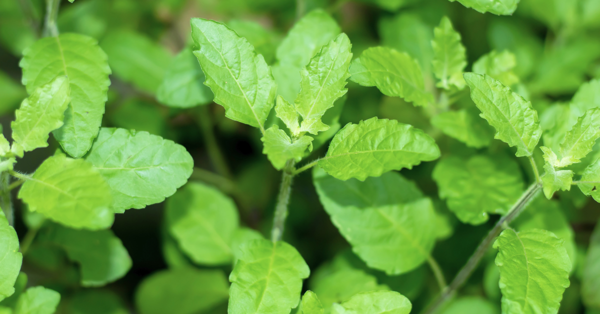 Germinate Basil Seeds