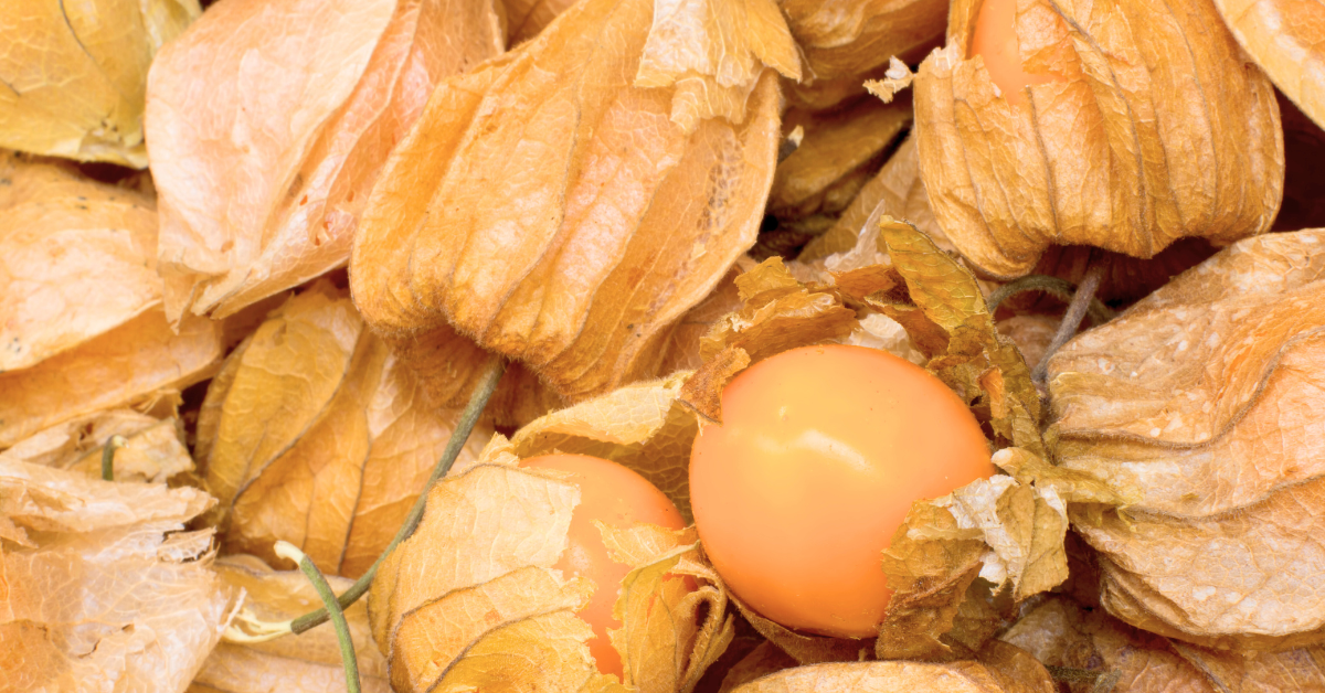 Ground Cherries