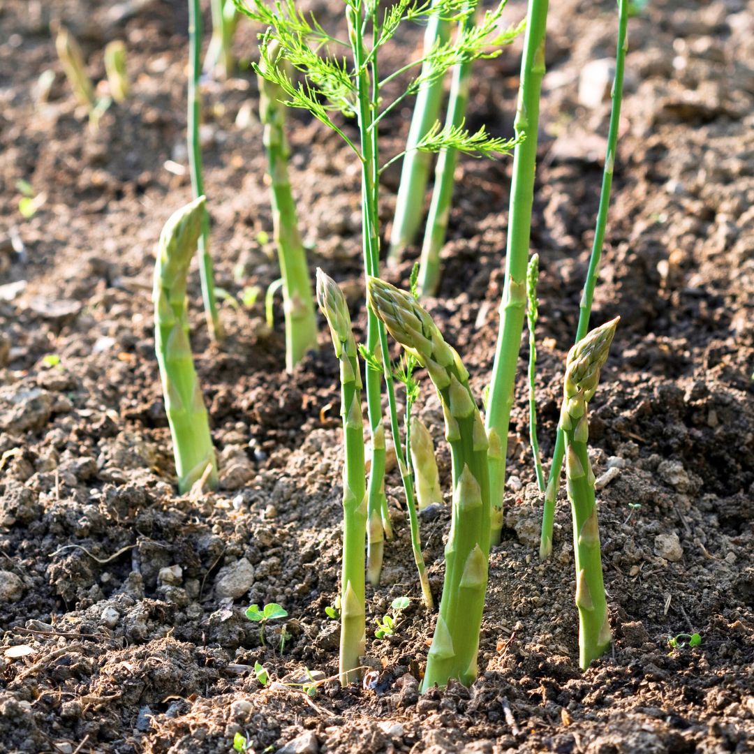 Close-up of mature asparagus ferns in sunlight - understanding growth stages