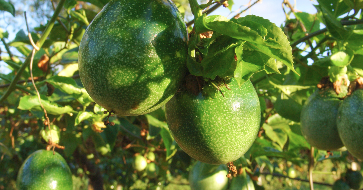 how to grow passion fruit from seed