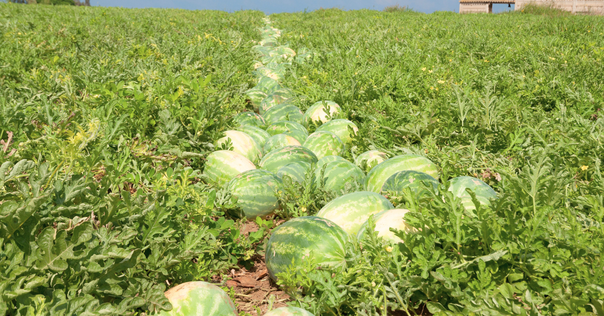 how to tell when watermelon is ready to pick